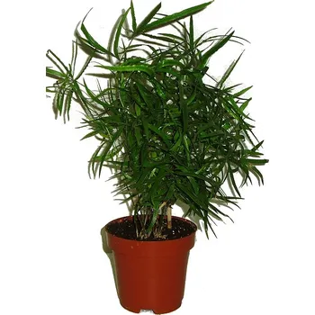 Sazenice Asparagus falcatus