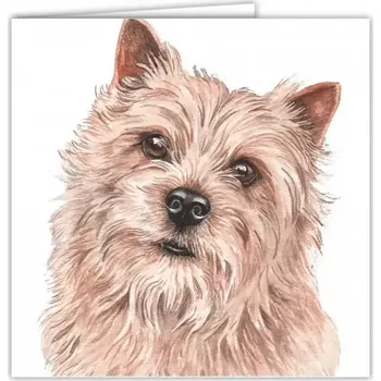 Přání v obálce Norfolk Teriér, WD 16,5 x 16,5 cm (Blahopřání s obálkou s pejskem, psi, pes)
