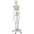 anatomický model Jago JG74072 kostra lidské anatomie 181,5 cm