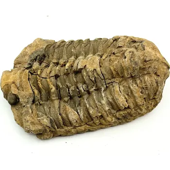 Magieprirody.cz Fosilie Trilobit Calymene Flexicalymene 85 mm #325