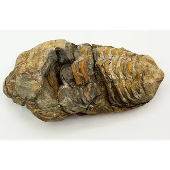 Magieprirody.cz Fosilie Trilobit Calymene Flexicalymene 95 mm #333