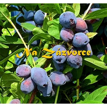 Sazenice Zimolez kamčatský 'Blue Treasure' (Lonicera kamtschatica 'Blue Treasure')