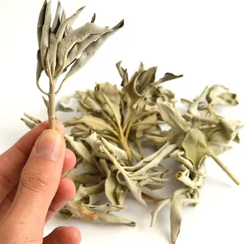 Bílá šalvěj - Salvia Apiana listy 20 g