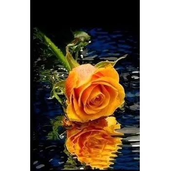 Diamantové malování Diamantové malování - Oranžová růže - č. 572 50x70 cm