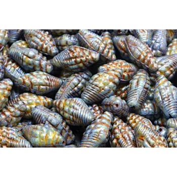 Korálek Mušle Miter č. 2349 (16X8mm)