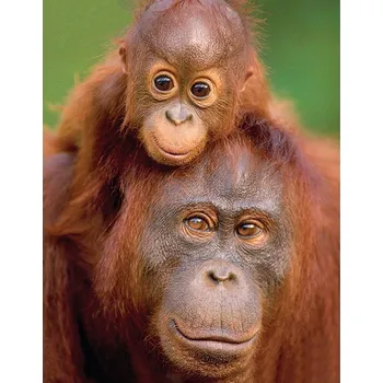 Diamantové malování Diamantové malování - Orangutani - č. 527 30x40 cm