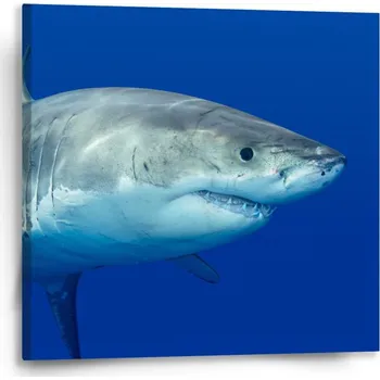 Obraz Sablio Obraz Žralok - 50x50 cm