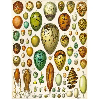 Plakát Plakát, Obraz - Illustration of Eggs c.1923, Millot, Adolphe Philippe