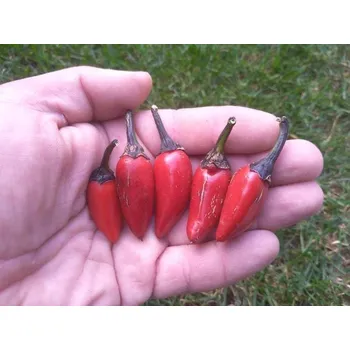 Semeno chilli-semena Hrabě Drákula (Count Dracula)