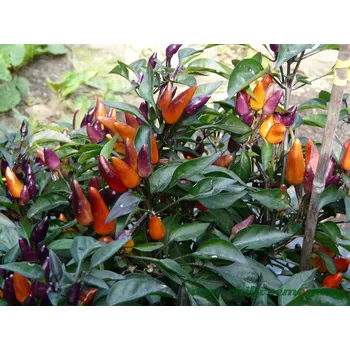 Semeno chilli-semena Explosive Ember