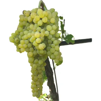 Sazenice Stolní sazenice bílé - Isi