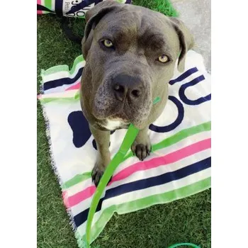 Pelíšek pro psa LIU JO Plážový ručník pro psy 80x70 cm více barev vel. U