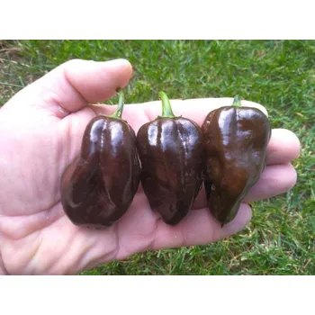 Semeno chilli-semena Habanero Chocolate
