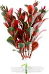 Red Ludwigia 13-16 cm