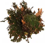 Lucky Reptile Rose of Jericho