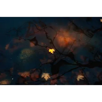 Plakát Plakát, Obraz - Beautiful shot of maple leaves fallen, Wirestock