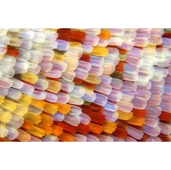 Plakát Plakát, Obraz - Butterfly scales, Iain Lawrie