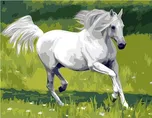Gaira M1285 Bílý kůň