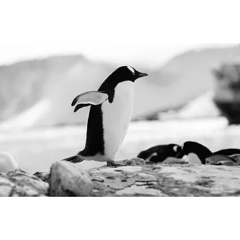 Plakát Plakát, Obraz - Penguin, CdoubleR