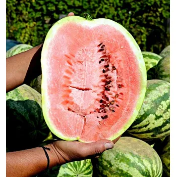 Semeno Crimson Sweet