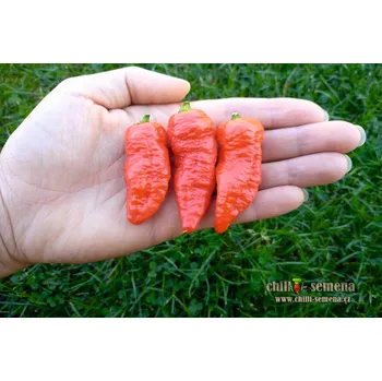 Semeno chilli-semena Blue Ghost Chilli