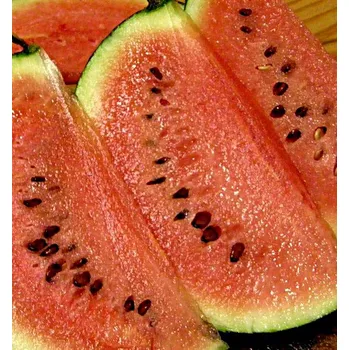 Semeno Sugar Baby - 100