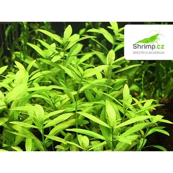 Akvarijní rostlina Hygrophila polysperma- svazek