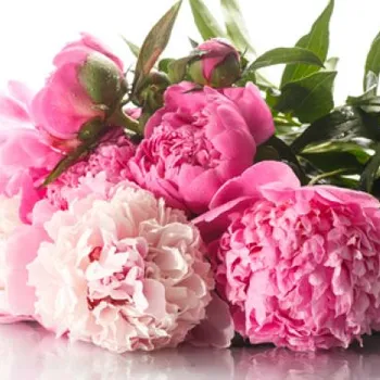 Výroba svíčky Fresh Cut Peony - vonný olej na výrobu svíček (Čerstvě nařezané pivoňky - vůně do vosku)