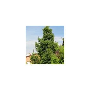 Sazenice Picea abies Will´s Zwerg 60/80 cm