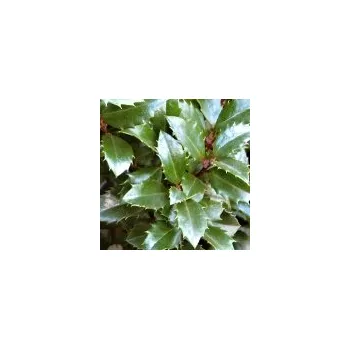 Sazenice Ilex x meservae Heckenstar 20/30 cm