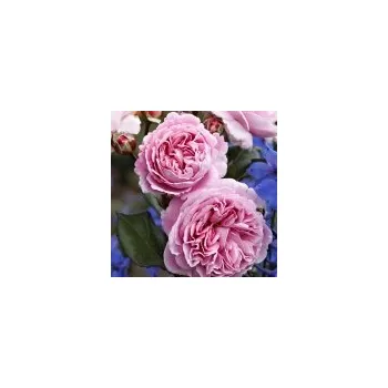 Sazenice Rosa hybr. (A) Rosengräfin Marie Henriette (syn. Summer Romance) 20/30 cm, pk