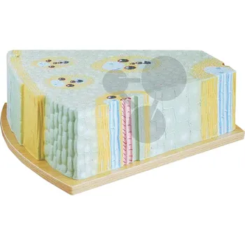 Příroda Model stonku jednoděložné rostliny