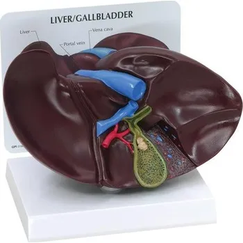 anatomický model Model jater a žlučníku Jožin