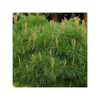 Sazenice Tušimice Školky Studený, Beran Řež Pinus nigra Brepo km 60/80 cm