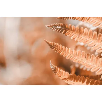 Plakát Plakát, Obraz - Fern leaf closeup, natural ferns pattern., Anna Skliarenko