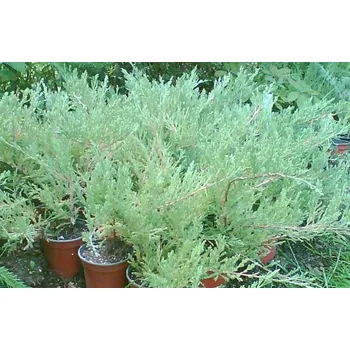 Jalovec poléhavý Andorra Compacta (Juniperus horizontalis Andora Compacta)