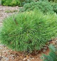 Pinus uncinata Grune Welle 20-30 C2L