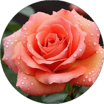 Jedlá dekorace na dort Jedlý papír s motivem růže 19,5cm