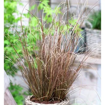 Sazenice Ostřice Buchananova ´RED ROOSTER´, kont. 0,5 l