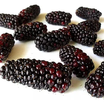 Sazenice OSTRUŽINÍK 'BLACK SATIN' XL kont. 2L