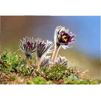 66000256 Pohlednice Koniklec luční (Koniklec luční (Pulsatilla pratensis))