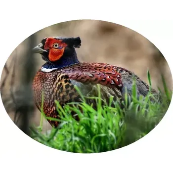 Nášivka Nažehlovačka myslivecká bažant (digitální nažehlovačka pro myslivce)