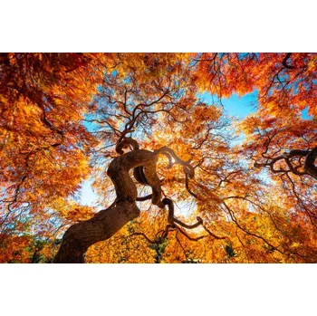 Plakát Plakát, Obraz - Japanese Maple tree in autumn, Japan, © Marco Bottigelli