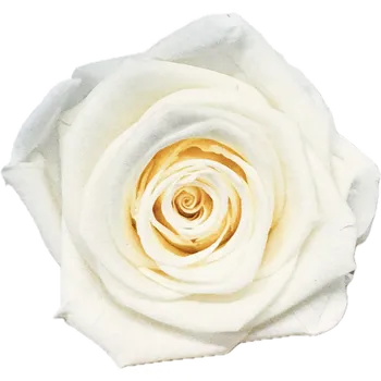 umělá květina Stabilizovaná růže KIARA XL smetanová (hlava)