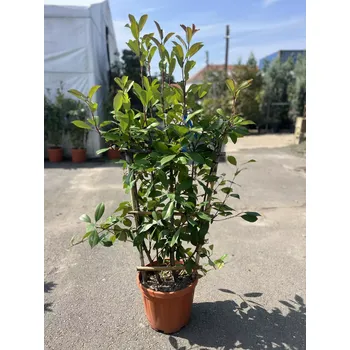 Sazenice Photinia fra. ´Red Robin´ - Blýskavka - ŠPALÍR 80x40cm, ko18l