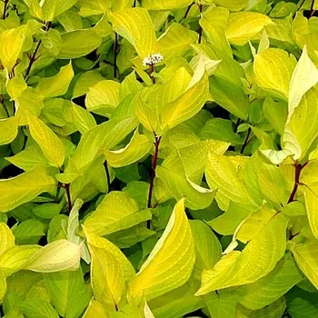 Sazenice SVÍDA ´AUREA´ kont. 2L