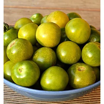 Sazenice Green Doctor´s frosted