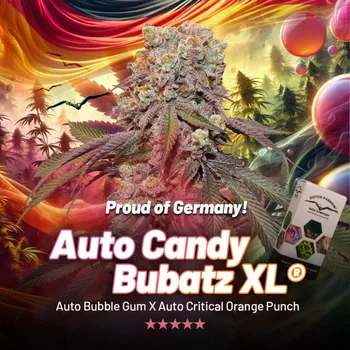 Semeno Dutch Passion Auto Candy Bubatz XL Počet ks Feminizované: 3