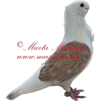 Samolepka holub racek turbit