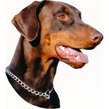 Samolepka dobrman hnědý - archiv 51